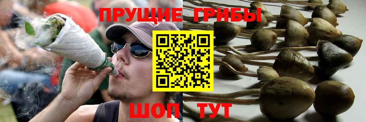 Казань  Псилоцибиновые грибы Psilocybine cubensis  Вход с VPN  как найти наркотики  Псилоцибиновые грибы Psilocybine cubensis 